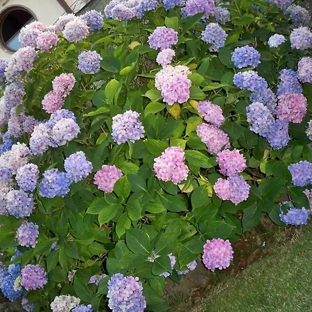 Il Pantanello Bed & Breakfast Rocca Di Papa